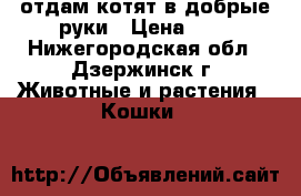 отдам котят в добрые руки › Цена ­ - - Нижегородская обл., Дзержинск г. Животные и растения » Кошки   